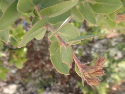 Arctostaphylos auriculata