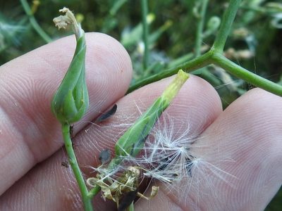 Lactuca ludoviciana, photographed by Sam Kieschnick