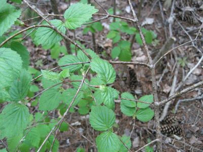Viburnum rafinesqueanum, photographed by rboles