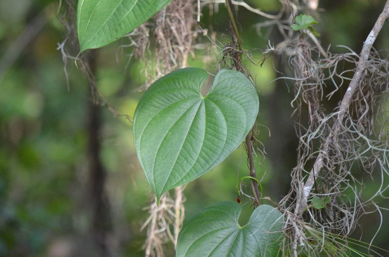 Dioscorea bulbifera, photographed by Josiah Londerée