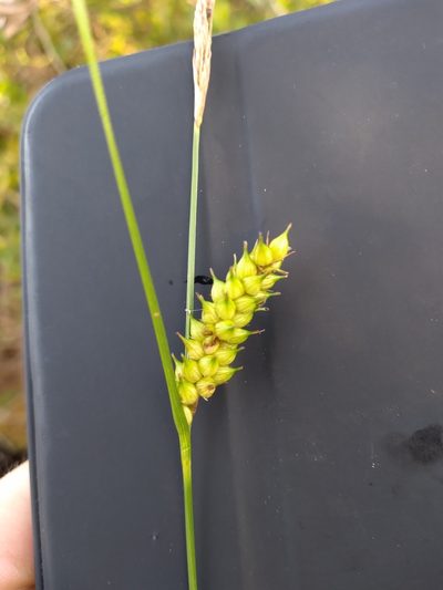 Carex striata, photographed by Scott Ward