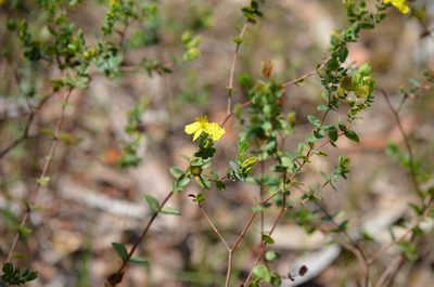 Hypericum tetrapetalum