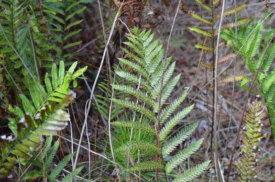 Anchistea virginica