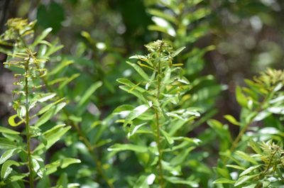 Myrica cerifera, photographed by Josiah Londerée