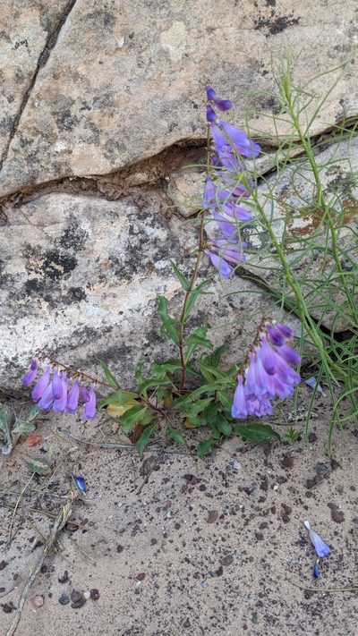 Penstemon laevis, photographed by Darrin Gobble
