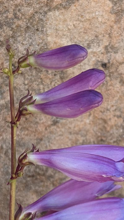 Penstemon laevis, photographed by Darrin Gobble