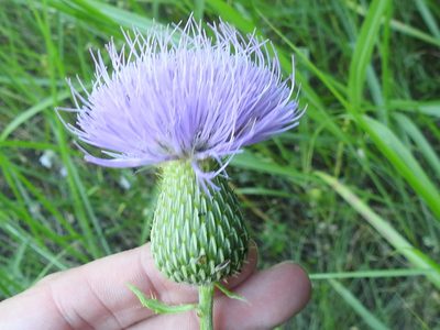 Cirsium engelmannii, photographed by Sam Kieschnick