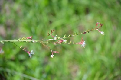 Oenothera simulans