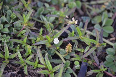 Eclipta prostrata