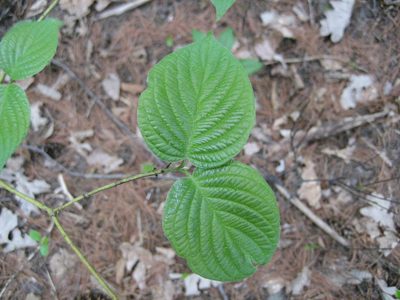 Cornus rugosa, photographed by rboles