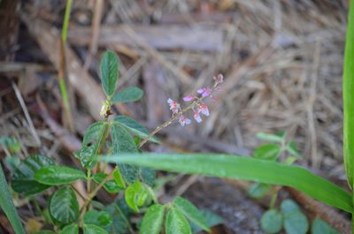 Desmodium incanum
