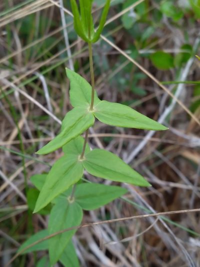 Lysimachia asperulifolia, photographed by Scott Ward