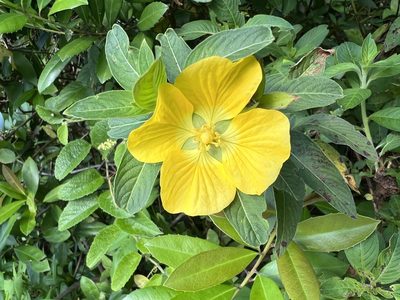 Ludwigia peruviana, photographed by Jared Shorma