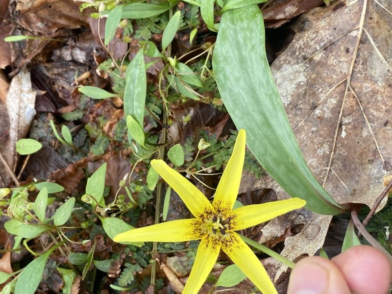 Erythronium umbilicatum, photographed by Roland Kays