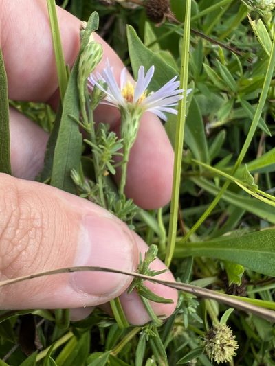 Symphyotrichum simmondsii, photographed by Jared Shorma