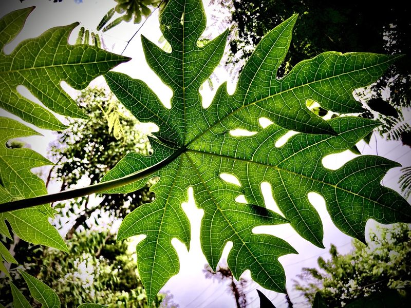 Carica papaya, photographed by Chris Merck