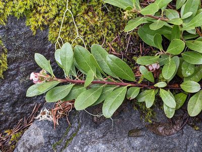 Arctostaphylos nevadensis, photographed by David Anderson