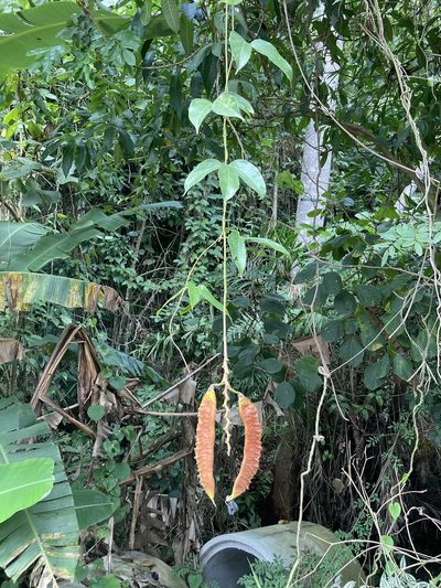 Mucuna urens, photographed by Chris Merck
