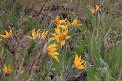 Balsamorhiza serrata, photographed by Sean Haight
