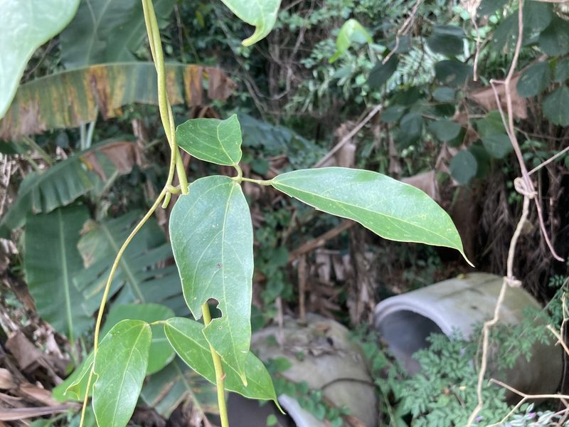 Mucuna urens, photographed by Chris Merck
