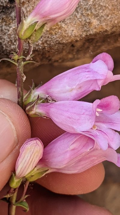 Penstemon laevis, photographed by Darrin Gobble