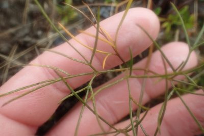 Anisotome filifolia, photographed by Oscar Dove