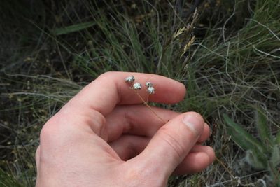 Hieracium scouleri, photographed by Sean Haight