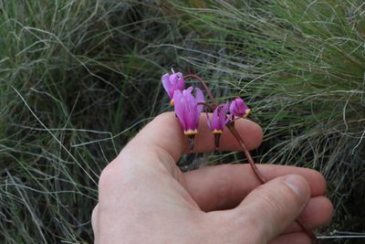 Primula conjugens, photographed by Sean Haight
