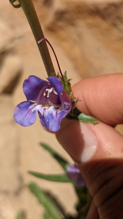 Penstemon laevis, photographed by Darrin Gobble