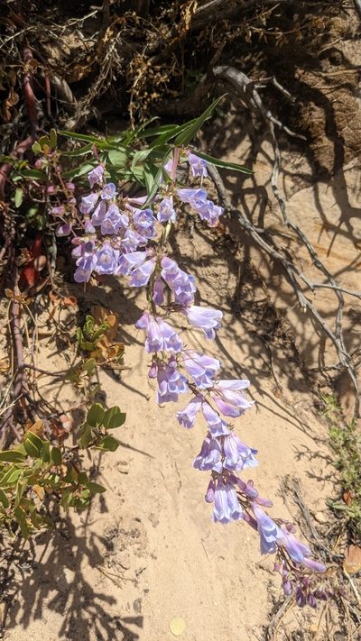 Penstemon laevis, photographed by Darrin Gobble