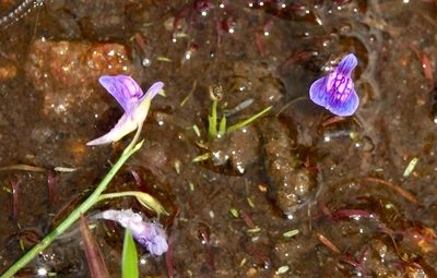 Utricularia graminifolia, photographed by desertnaturalist