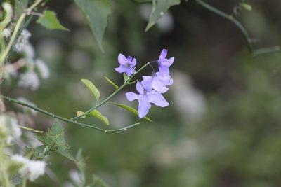 Solanum amygdalifolium, photographed by demianlescano
