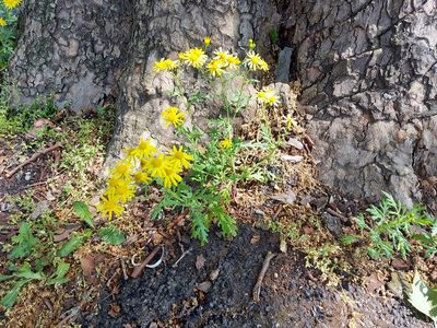 Senecio squalidus, photographed by Matthew Vosper