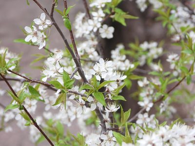 Prunus americana, photographed by Jared Shorma