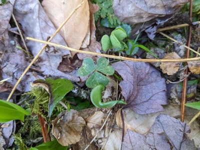 Oxalis montana, photographed by Nick Kleinschmidt
