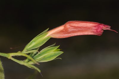 Ruellia longipedunculata, photographed by aacocucci
