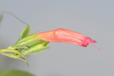 Ruellia longipedunculata, photographed by aacocucci