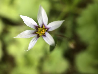 Sisyrinchium micranthum, photographed by James Kindt