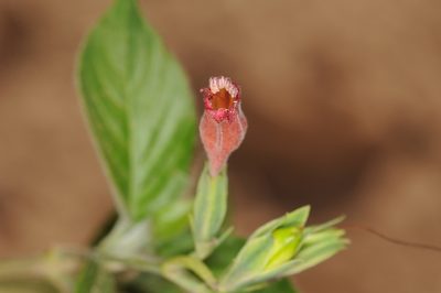Ruellia longipedunculata, photographed by aacocucci