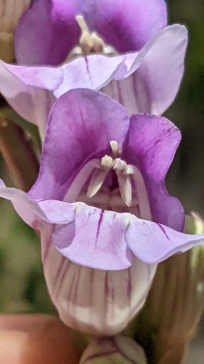 Penstemon laevis, photographed by Darrin Gobble