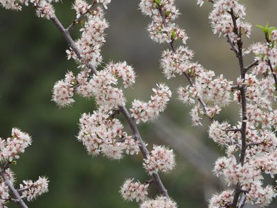 Prunus americana, photographed by Jared Shorma