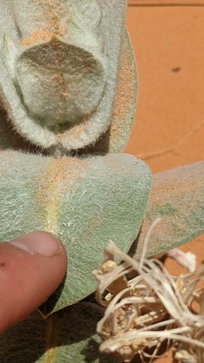 Asclepias welshii, photographed by Darrin Gobble
