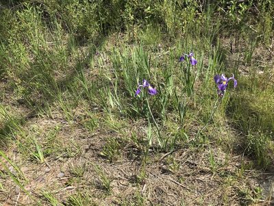 Iris tridentata, photographed by Ann Redmond