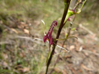 Cryptostylis leptochila, photographed by Kiri Bee