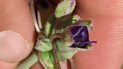 Tradescantia occidentalis, photographed by Darrin Gobble