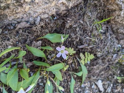 Claytonia caroliniana, photographed by Nick Kleinschmidt