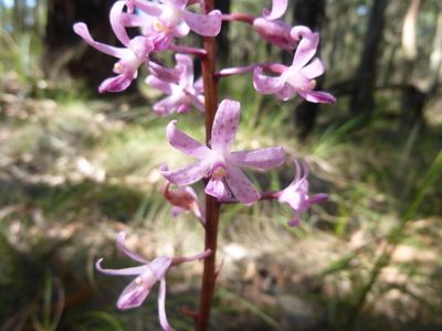 Dipodium roseum, photographed by Kiri Bee