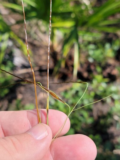Chrysopogon pauciflorus, photographed by Jay Horn