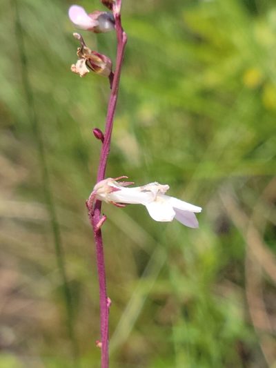 Lobelia paludosa, photographed by Jay Horn