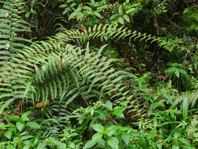 Diplopterygium blotianum, photographed by Jacy Chen